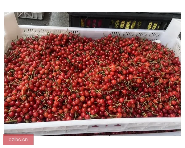 樱桃视频：点亮你的数字生活，尽享视听盛宴